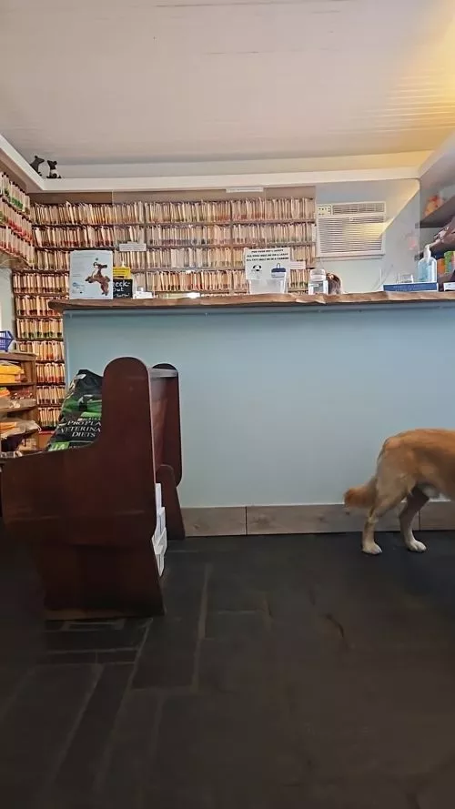 I was traveling with my dog while visiting family and I was worried because he had been sneezing and lethargic