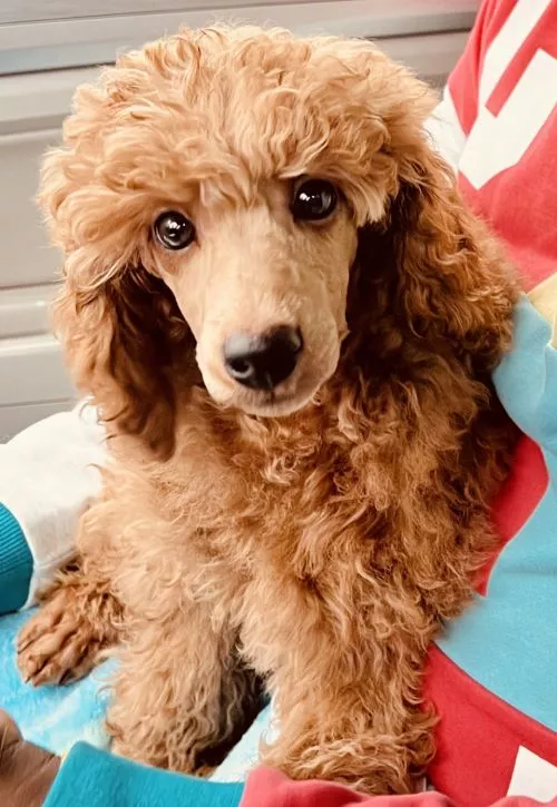 Just took our 2. 5 year old pup to Richard’s for the first time