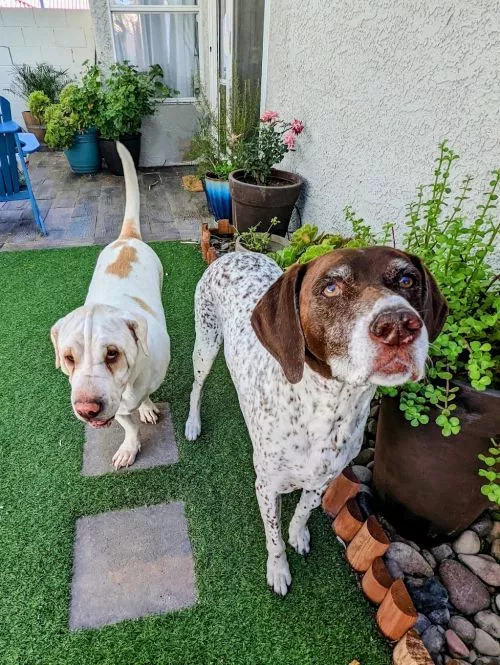 I am SO happy that I found Treat Pet Sitting! Cari and Tony are wonderful