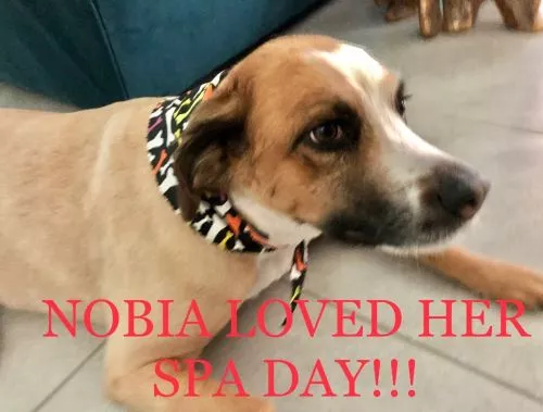 1st time going there. I"ll definitely be returning. There were 2 stalls to wash, blow-dry and brush out your fur baby